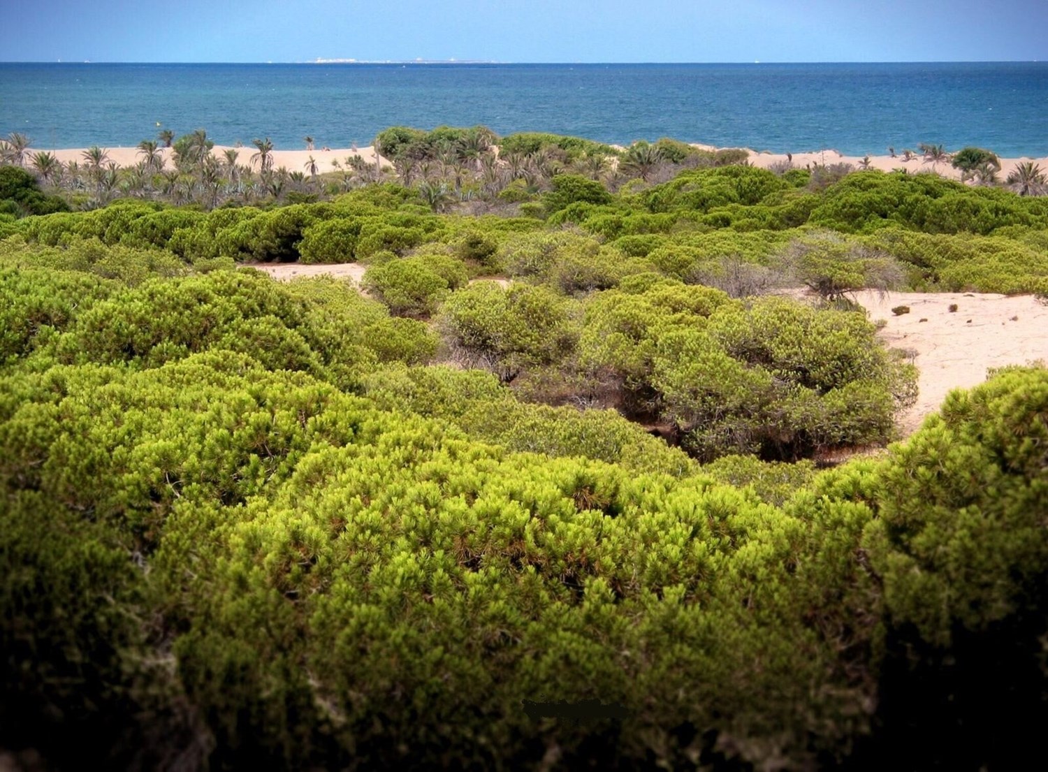 Pinjeskogen mot stranden